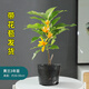 白蘭花盆栽花卉植物室內玉蘭樹(shù)苗帶花苞四季開(kāi)花濃香黃角綠植好養 黃蘭3年苗高度30cm 帶花苞 不含盆