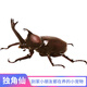 榮郁 獨角仙寵物甲蟲(chóng)幼蟲(chóng)活物爬蟲(chóng)巨型超大個(gè)一公一母活體送新手套餐 獨角仙成蟲(chóng)7cm單公