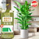 植男植女天堂鳥盆栽客廳室內(nèi)好養(yǎng)大型落地真綠植辦公室大葉植物源頭直發(fā)