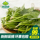 小湯山 菠菜苗 約150g 新鮮蔬菜基地種植當(dāng)天采摘