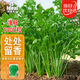 IDEAL理想農(nóng)業(yè) 香菜種子老品種大葉耐寒耐抽薹四季種芫荽種籽 約1300粒