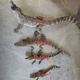 【100萬+人加購(gòu)】(活體寵物鱷魚苗 鱷魚肉，藥用蛇肉 活體鱷魚龜) 30公分左右頭苗 公母隨機(jī)