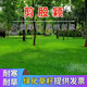 青上青進(jìn)口草坪種子草籽四季常青矮生免修剪草坪綠化工程護(hù)坡耐寒耐踐踏   剪股穎1斤【高檔場(chǎng)所】