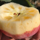 寧夏丑蘋(píng)果新鮮水果當季整箱10斤應季冰糖心紅富士蘋(píng)果 5斤裝 精選