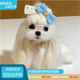 春燕美寵純種韓版馬爾濟(jì)斯犬幼犬活體幼崽寵物犬小型寵物狗馬爾濟(jì)斯寵物狗 寵物級 請聯(lián)系客服選