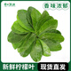 檸檬葉新鮮青檸葉西餐香料料理腌制烹飪調(diào)料500g冬陰功湯原料 50g