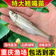 棠仲承特大米級翹嘴魚苗正宗翹殼紅鲌巴大白刁子養(yǎng)殖鮮活體紅黃尾冷水淡水規(guī)格觀賞兇猛原生路亞清理小雜魚種 6-8公分 20條+2條路損翹嘴苗