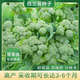 正宗西蘭苔種子西蘭花種子芥藍(lán)芥蘭菜心種子四季陽臺(tái)盆栽花菜種子 美味西蘭苔種子【新種】 原裝1包約300粒