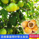 親密9號黃金百香果苗廣西純甜黃金果嫁接苗爬藤四季當年結果純甜 黃金百香果苗2棵（帶土帶葉） 30-40高