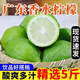 (速郵 )正宗廣東香水檸檬 無籽一級果新鮮采摘青檸檬奶茶店檸檬茶 精品一級果 10斤（奶茶商用）