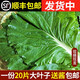 林中山【順豐發(fā)貨】新鮮大白菜葉東北農(nóng)家蔬菜包飯包葉子蘸醬菜現(xiàn)摘現(xiàn)發(fā) 白菜葉20片+醬（順豐陸運）
