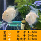 甄夢(mèng)漁野可繁殖組熱帶觀(guān)賞魚(yú)白金寶藍迷你鸚鵡魚(yú)種魚(yú)一對公母淡水卵生配對 大號白金公母一對可繁殖5-6cm
