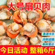 特大號扇貝肉新鮮冷凍扇貝貝類海鮮瑤柱海鮮水產(chǎn) 5斤大號扇貝肉
