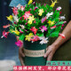 蟹爪蘭盆栽帶花苞帶盆多色花苗綠植物室內(nèi)四季開花卉好養(yǎng)螃蟹抓蓮 混色28顆(帶花苞顏色隨機(jī)發(fā)貨) 含盆