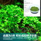 漣木無(wú)菌杯水草合集迷你牛毛日本矮珍珠挖耳草天胡荽迷你血心蘭綠宮廷 1杯 爬地矮珍珠無(wú)菌杯【前景草】
