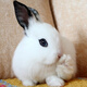 朗繽 兔子活體寵物兔活體新西蘭肉兔公主兔小白荷蘭侏儒活物兔子寵物 黑耳熊貓公主兔1只