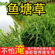 優(yōu)質(zhì)湖南稗子小米草種子耐旱耐水淹四季養(yǎng)殖魚蝦蟹魚塘專用牧草籽 雀葉稗小米草種子 10斤凈籽【100%正品精選】