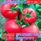 ONESAID番茄種子進(jìn)口耐熱西紅柿種籽抗病毒抗高溫不裂果大果高產(chǎn)歐諾 歐諾20粒分裝