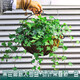 草莊半壁掛花盆墻上 墻壁陽(yáng)臺植物綠蘿盆吊蘭懸掛式花盤(pán)花籃掛壁 掛墻 大號椰棕壁掛+綠葉常春藤一盆