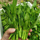 壽禾 增城遲菜心種子蔬菜種籽秋冬季菜苔四季陽臺菜籽 增城一號甜菜心王種子10g×2袋