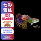 森悠（SARYOR）孔雀魚純種觀賞魚小型淡水好養(yǎng)熱帶魚活體斑馬金魚鳳尾魚繁殖 七彩蕾絲2對+1對防損【3公3母】