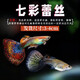 卡奇魚 孔雀魚 鳳尾魚 胎生魚 熱帶觀賞魚淡水活體魚小型魚純種好養(yǎng)易活 七彩蕾絲孔雀魚1對
