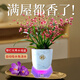 劉閣蘭花5色可選 水培夢(mèng)香蘭花苗帶盆發(fā)貨香水文心蘭奶油味室內花卉盆栽草 紅色文心蘭帶3支花劍帶燈光水培盆