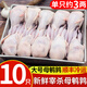 崠鮮 鵪鶉 現殺鵪鶉肉新鮮冷凍白條母鵪鶉 燒烤生鮮 母鵪鶉凈重3斤 共10只