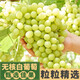鑫果滋 新疆無(wú)核葡萄吐魯番玻璃脆無(wú)籽紅提新鮮水果現(xiàn)摘提子整箱送禮4斤 4.5斤正宗新疆無(wú)核白