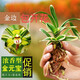 矮種墨蘭 金邊線(xiàn)藝蘭花苗 室內盆栽花卉綠植 金元寶 一顆3苗連體