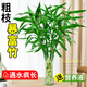 臨雅富貴竹水培植物水養發(fā)財樹(shù)帶根客廳綠植招財轉運竹子花卉盆栽室內 10mm粗枝富貴竹60-70厘米 6棵