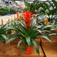 胡麗鴻運當頭盆栽花卉植物室內花客廳四季開(kāi)花好養活 單棵50左右高