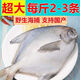 新鮮銀鯧魚(yú)國產(chǎn)海鮮水產(chǎn)海捕白鯧魚(yú)速凍小鯧魚(yú)昌魚(yú)平魚(yú)鯧鳊魚(yú)晶魚(yú) 5斤裝【3-4條/斤】
