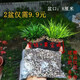 鹿凌青菖蒲盆景金錢黃金姬魚缸過濾附石水培室內(nèi)精品盆栽好養(yǎng)易活綠植 實(shí)惠兩盆套餐