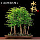 壹植水杉樹(shù)苗盆栽室內辦公室桌面水培植物客廳落羽杉盆景四季常青綠植 【今日特價(jià)】30厘米5棵