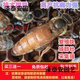 意蜂蜂王鑒定種王高產(chǎn)新產(chǎn)王強(qiáng)群蜜王美意生產(chǎn)王開產(chǎn)王活體蜂王 中蜜一號(hào)產(chǎn)子王拍三帶四