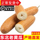 辰實(shí)【發(fā)順豐】東北老黃瓜 酸黃瓜 新鮮農家麻皮老黃瓜蔬菜 5斤