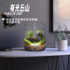 丘辰苔蘚微景觀(guān)生態(tài)瓶DIY辦公室內桌面綠植擺件造景花卉盆栽生日禮物 有光丘山（充電款）