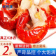 北極灘（Arctic beach）龍蝦尾無(wú)冰衣大號一級新鮮凈重龍蝦球蝦類(lèi)生鮮湖北年貨 大大號無(wú)冰凈重2斤 [約260只]
