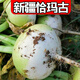 沙外秋香25年新疆柯坪縣恰瑪古新鮮蔬菜堿性食品蔓菁蕪菁帕瑪姑當(dāng)季蔬菜 大中果5斤