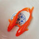 中國紅冷水淡水觀賞魚錦鯉魚活魚金魚小型好養(yǎng)紅鯉魚純種小錦鯉 16-18cm長紅金1條