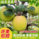 北森南嶼瑞雪蘋(píng)果新鮮當季現摘新鮮水果香蘋(píng)果脆甜整箱 帶箱3斤中果（單果約70-75mm）