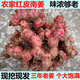 紅皮南姜現(xiàn)挖新鮮包郵精選野生山姜牛羊肉火鍋鹵味去膻提味調(diào)料 紅皮南姜 5斤