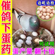 石佳鴿子下蛋藥鴿子受精不下蛋用什么藥飼料快速配對催蛋產(chǎn)蛋靈卵炎康 買(mǎi)2送1【鴿子受精藥】發(fā)3包