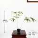 華香蘭藝紅觀(guān)音竹內門(mén)紫紅寒文米竹子苗鳳尾金絲佛肚盆栽景耐陰書(shū)房室綠植 小琴絲竹2-3桿 原盆原土