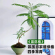 臨雅藍花楹盆栽大型樹苗辦公室內(nèi)客廳綠植桌面好養(yǎng)植物盆景源頭直發(fā)