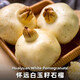 GANXIAN安徽懷遠白玉石榴【現摘現發(fā)】白花玉石籽 新鮮三白薄皮硬籽石榴 白花玉石籽 凈重8斤以上（9枚超大果）手提禮盒裝