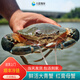 【活鮮】特大青蟹鮮活 超大母膏蟹公蟹肉蟹 中秋禮品 紅膏母蟹 1斤 （2只）