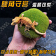 SMVP豹紋睫角守宮活物蜥蜴活體爬寵肥尾石龍子鬃獅蜥十字嶺樹蜥藍(lán)舌 睫角守宮（健康全品隨機(jī)發(fā)）