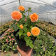 意軒月季特大花濃香果汁陽臺庭院花卉植物盆栽薔薇四季玫瑰花苗帶花苞 果汁陽臺(灌木月季開花季節(jié)帶花) 小苗含營養(yǎng)缽